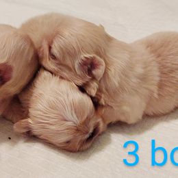 Pekingese Puppies from Sunny's Legacy Pekingese