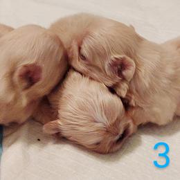 Pekingese Puppies from Sunny's Legacy Pekingese