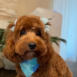 Bunny - Cockapoo