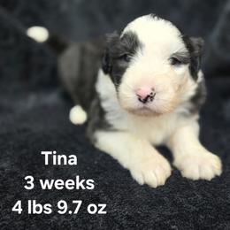 Tina - Gray and white female Old English Sheepdog puppy in Sutherlin, Oregon from Sapphire Eyes Sheepdogs