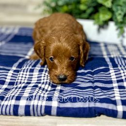Red - Red  male Goldendoodle puppy in St George, Utah from Picture Perfect Doodles