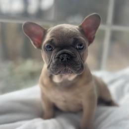 Olaf - Blue male French Bulldog puppy in Salisbury, Maryland from 77 Frenchies Maryland