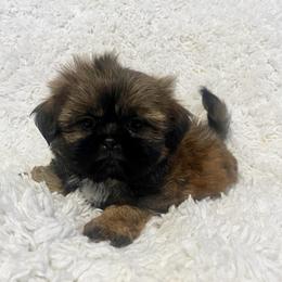 AKC Buba - Sable male Shih Tzu puppy in Greenville, South Carolina from Babyface Shih Tzu