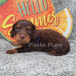 AKC Walnut - Chocolate and tan male Dachshund puppy in Texarkana, Arkansas from Pasta Pups Miniature Dachshunds