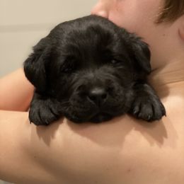 Labrador Retriever Puppies from One Willow Labradors