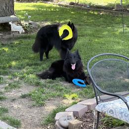 Belgian Sheepdog All Grown Up from John Busche