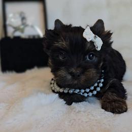 Ablessin - Black and tan female Yorkshire Terrier puppy in Greenwood County, South Carolina from TCB Yorkies