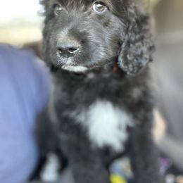 Aussiedoodle, Poodle, and Saint Berdoodle Puppies from Remington Kennels, LLC