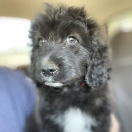 Aussiedoodle, Poodle, and Saint Berdoodle Puppies from Remington Kennels, LLC