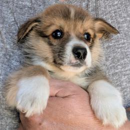Boy 1 - Sable male Pembroke Welsh Corgi puppy in Edinburgh, Indiana from J Bar M Corgis