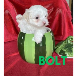 Boy 3 - male Havanese puppy in Fielding, Utah from LUCKY HAVANESE