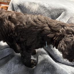 Boy 3 - male Portuguese Water Dog puppy in Wakeman, Ohio from Red River Kennels