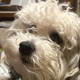 Marshall - Chinese Crested
