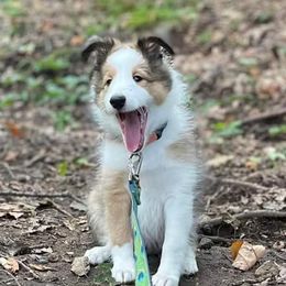 Shetland Sheepdogs from Small World Shelties