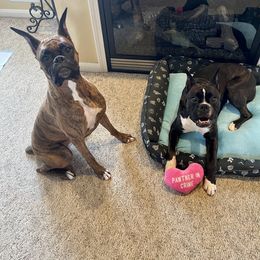 Boxer All Grown Up from Bluegrass Brawn Boxers