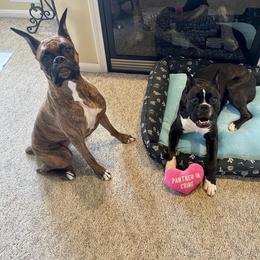 Boxer All Grown Up from Bluegrass Brawn Boxers