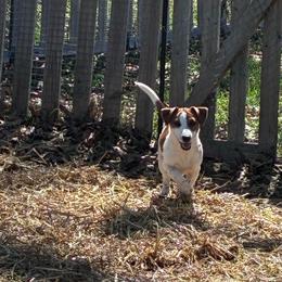 Countess Cecelia - White and tan female Russell Terrier puppy in Missouri from Royal Russells Ranch
