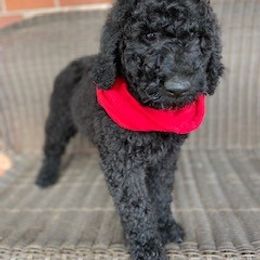 Poodle Puppies from Oldwirepuppy