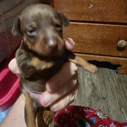Girl 2 - female Miniature Pinscher puppy in Middle Point, Ohio from Knisely's Min Pins-AKC