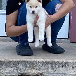 Girl 1 - Cream female Shiba Inu puppy in San Antonio, Texas from Texa's Shiba Inus