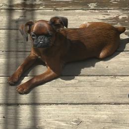 Brussels Griffon Puppies from Looking Glass Brussels Griffons
