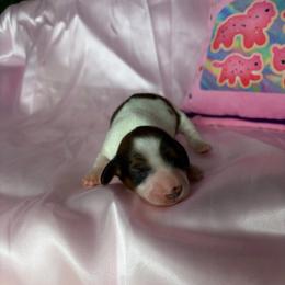 Megan - Piebald female Dachshund puppy in Lake City, Florida from My Ditzy Doxies of Florida