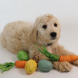 Corvette - Cream male Goldendoodle puppy in Pleasant Grove, Utah from Canterbury Canines