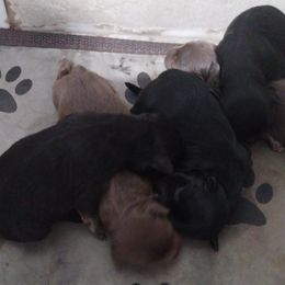 Havanese puppies from Havanese Home Raised of Pensacola, FL
