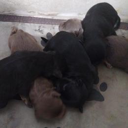 Havanese puppies from Havanese Home Raised of Pensacola, FL