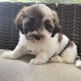 Havanese Puppies from Hidden Bay Havanese