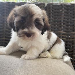 Havanese Puppies from Hidden Bay Havanese