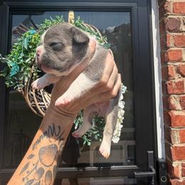 Sabrina - Blue fawn female French Bulldog puppy in Gastonia, North Carolina from BZB Frenchies, Griffs & Long hair Chihuahuas