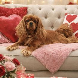 Poppy - Cavalier King Charles Spaniel