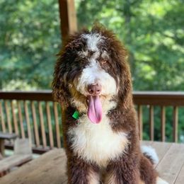Cooper - Bernedoodle