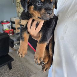 Brick - Black and mahogany male Rottweiler puppy in Salt Lake City, Utah from Snubnose Rottweilers LLC