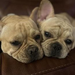 French Bulldogs from Kayser Farm