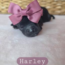 Harley - female Cavapoochon puppy in Bullard, Texas from Cavapoochon Central LLC