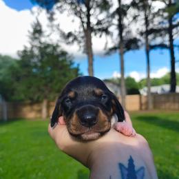 Zazu - Piebald male Dachshund puppy in Jackson, Tennessee from BlackPine Kennels