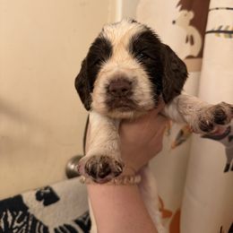 Olympus - Liver and white male English Springer Spaniel puppy in Huntingdon, Pennsylvania from Indian Creek Springers and Doxies