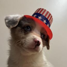 American Corgis and Pembroke Welsh Corgis from Whisper Lane Corgis