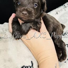 Miniature Schnauzer Puppies from Love Giver Schnauzers
