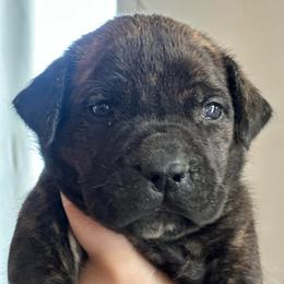 Apricot Collar Dark Brindle Female - Brindle female Boerboel puppy in Wasilla, Alaska from Northland Boerboels