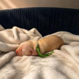 Otto - Cream male Dachshund puppy in Crandall, Texas from The Weenie Hut LLC