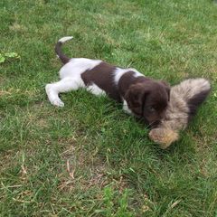 Kleine Munsterlander Puppies from Haus im Wald