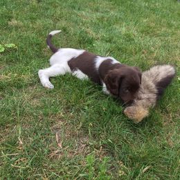 Kleine Munsterlander Puppies from Haus im Wald