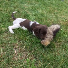 Kleine Munsterlander Puppies from Haus im Wald