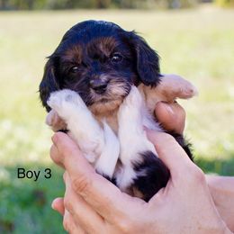 Doxie and Poodle - Doxiedoodle GIRLS - Black and tan male Dachshund puppy in Burkesville, Kentucky from Bline’s Awesome Aussies & Doxies at the Bline Family Farm