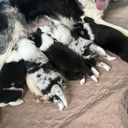 Border Collie Puppies from Roaring River Border Collies