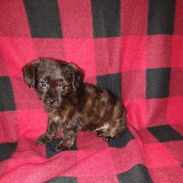 Yorkipoo puppies from Puppy Kisses