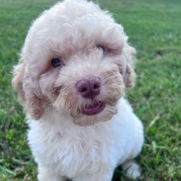 Alaric with training - Cream male Cockapoo puppy in Boonville, North Carolina from Doods & Dolls